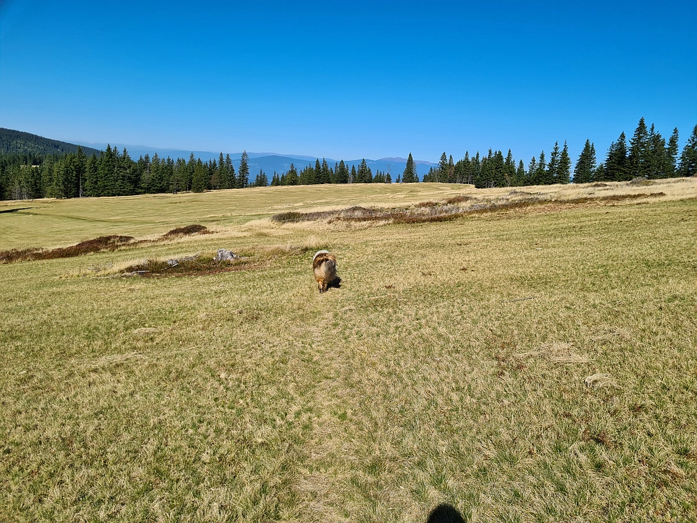 Slika je vidna v Google Chromu.