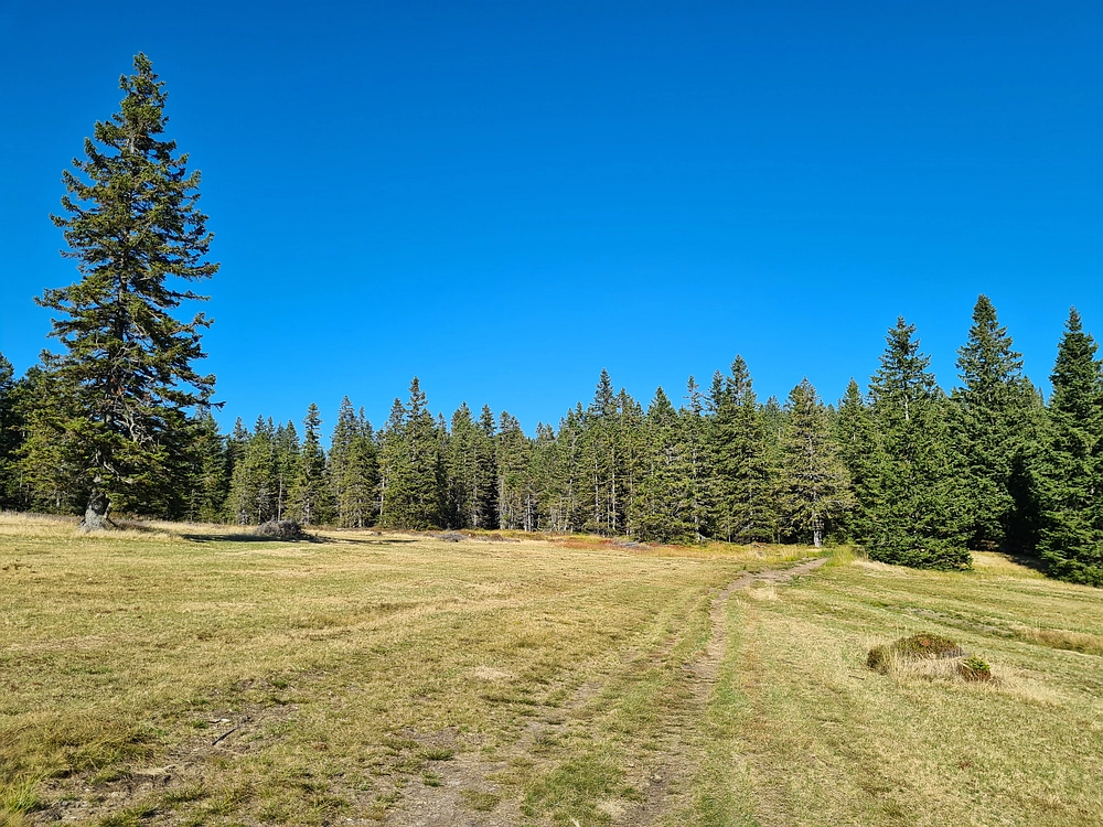 Slika je vidna v Google Chromu.