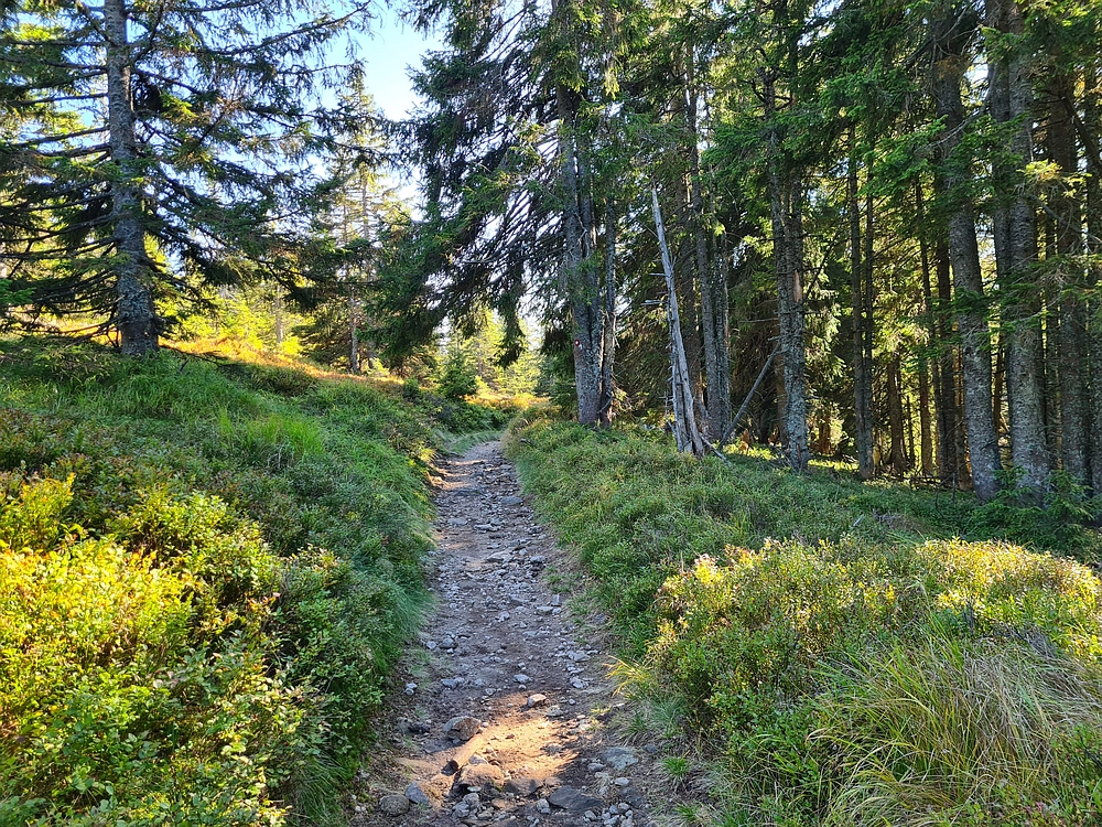 Slika je vidna v Google Chromu.