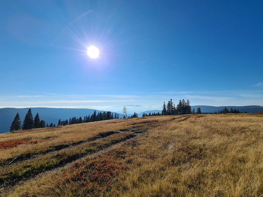 Slika je vidna v Google Chromu.