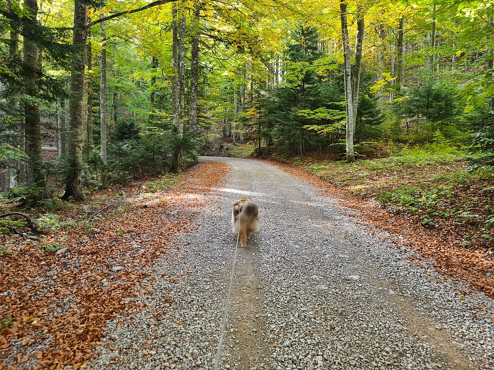 Slika je vidna v Google Chromu.
