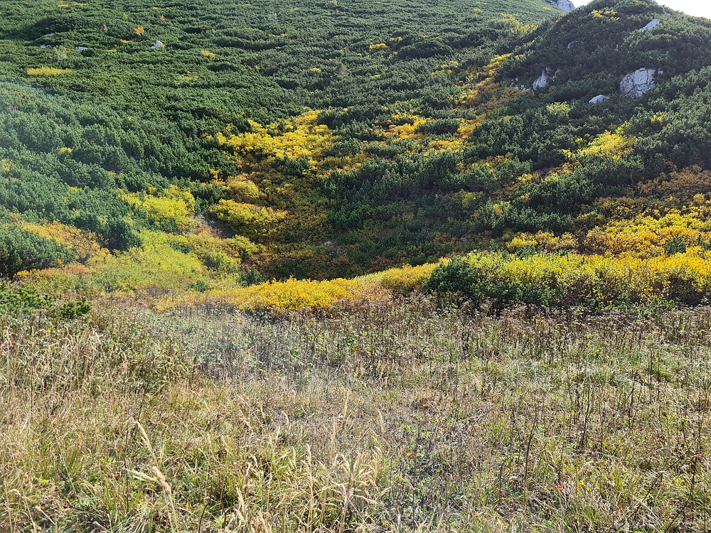 Slika je vidna v Google Chromu.
