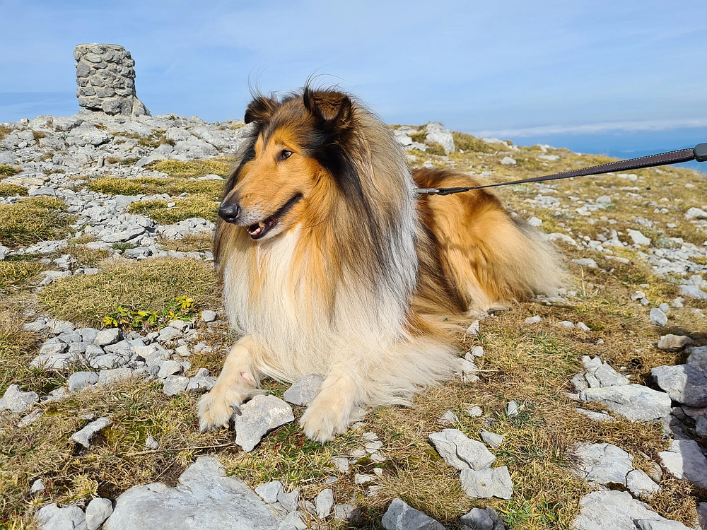 Slika je vidna v Google Chromu.