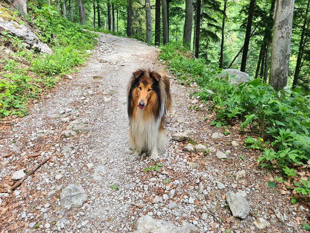 Slika je vidna v Google Chromu.