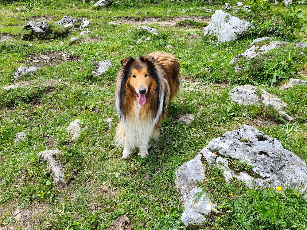 Slika je vidna v Google Chromu.