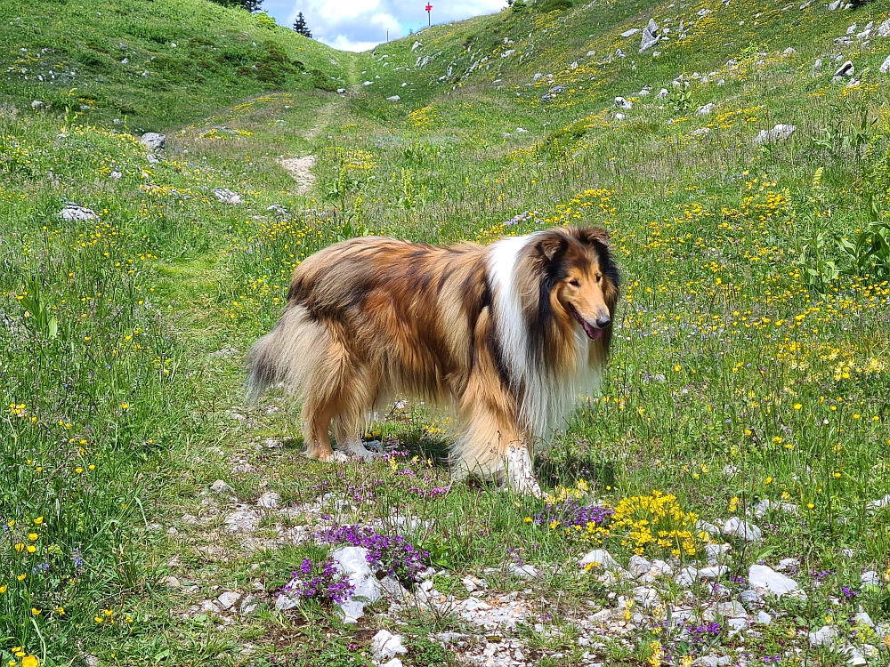 Slika je vidna v Google Chromu.