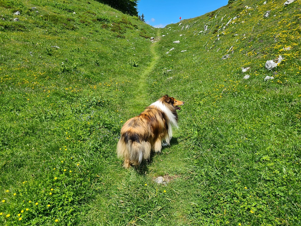 Slika je vidna v Google Chromu.