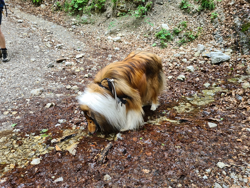 Slika je vidna v Google Chromu.