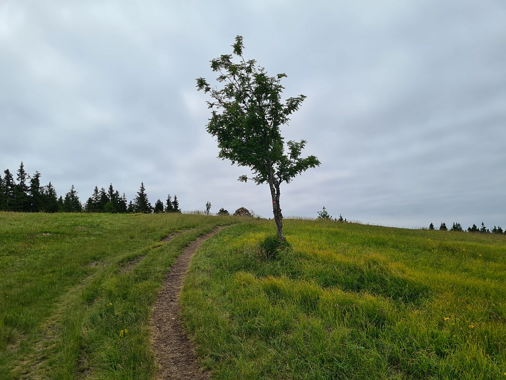 Slika je vidna v Google Chromu.