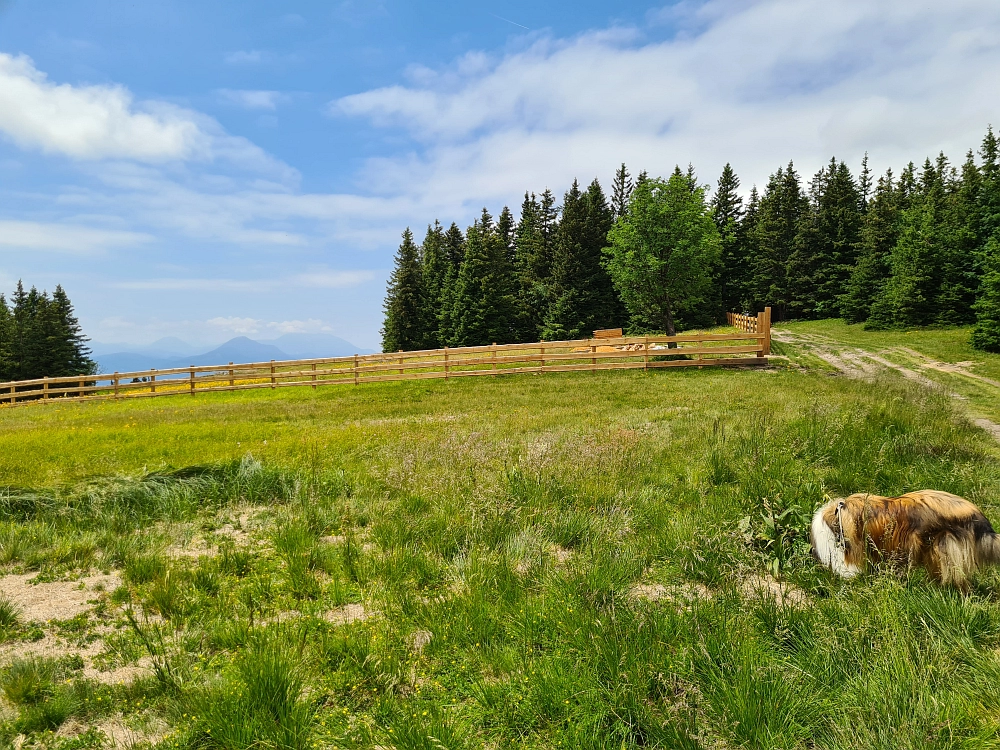 Slika je vidna v Google Chromu.