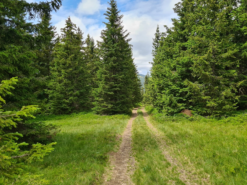 Slika je vidna v Google Chromu.