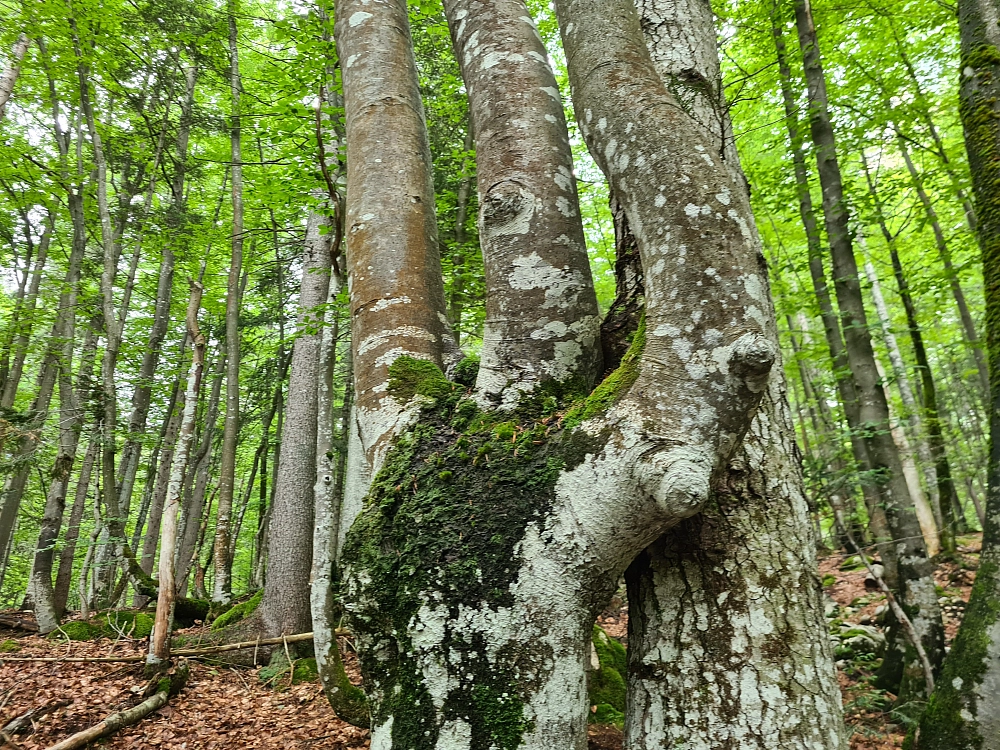 Slika je vidna v Google Chromu.