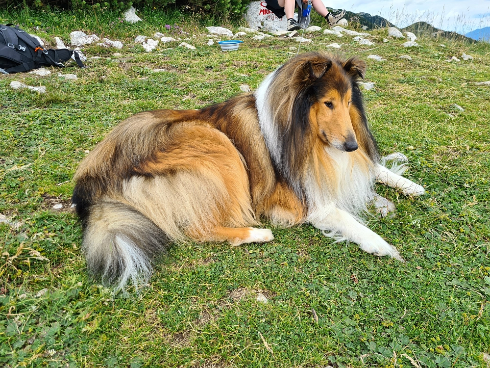 Slika je vidna v Google Chromu.
