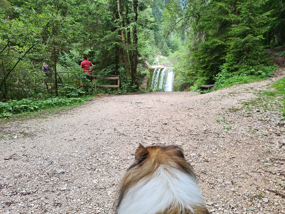 Slika je vidna v Google Chromu.