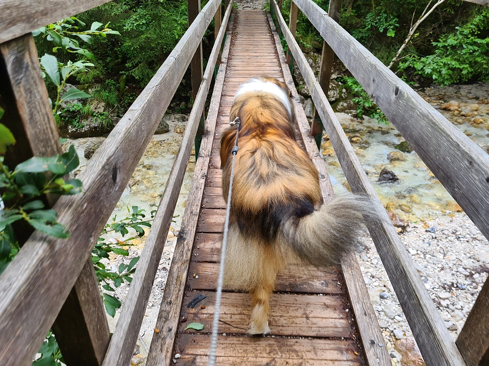 Slika je vidna v Google Chromu.