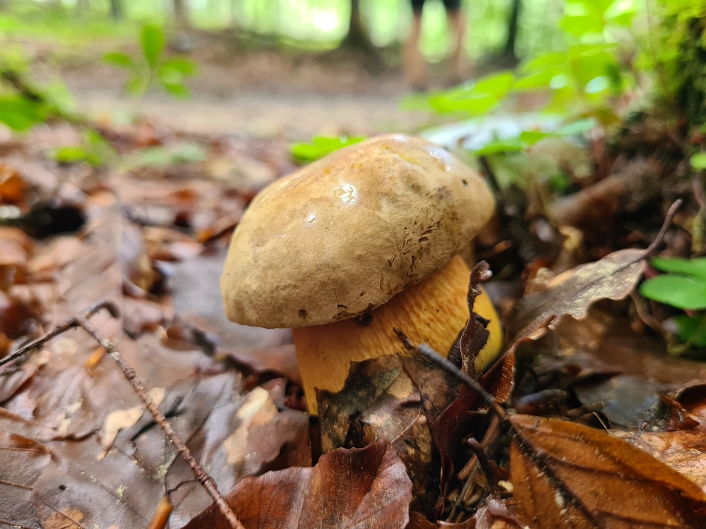 Slika je vidna v Google Chromu.