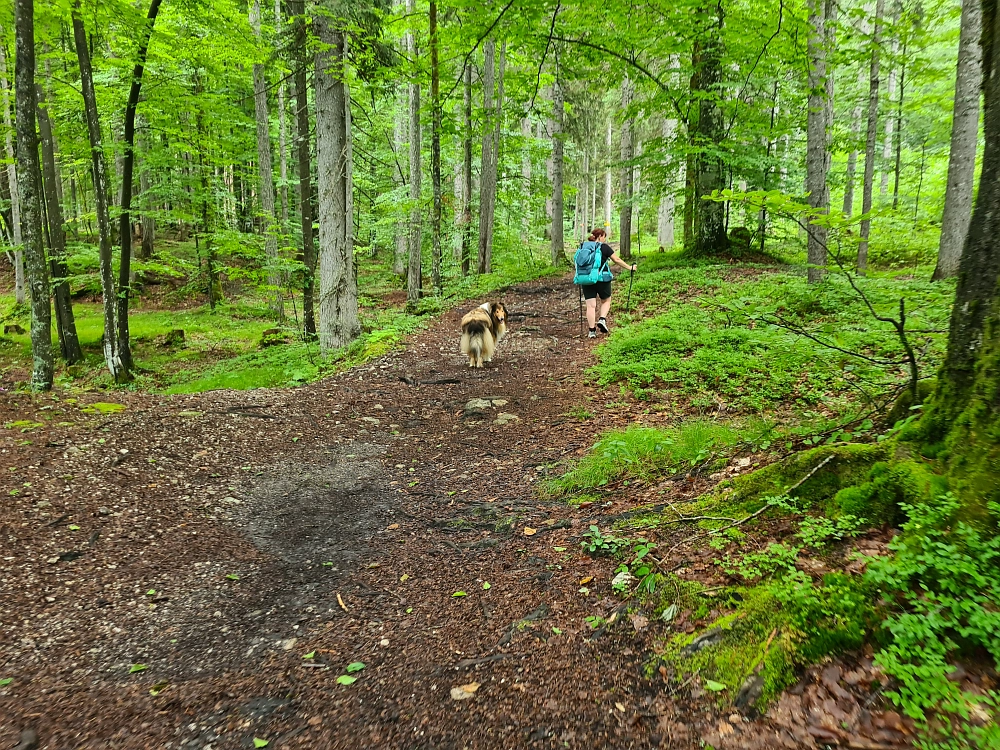 Slika je vidna v Google Chromu.