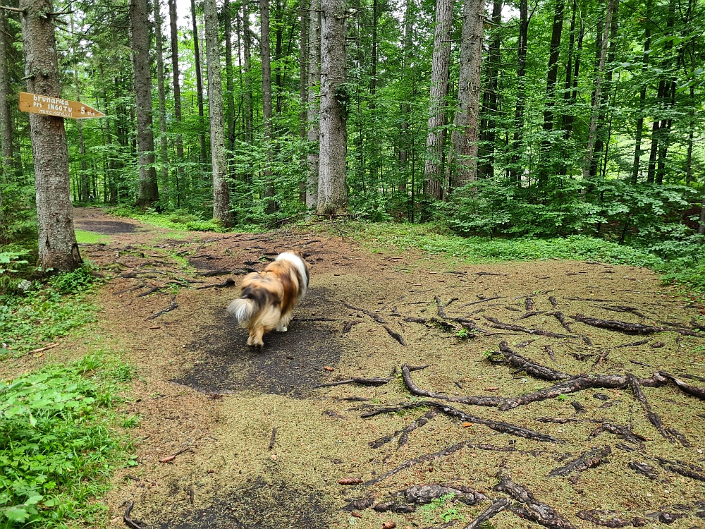 Slika je vidna v Google Chromu.