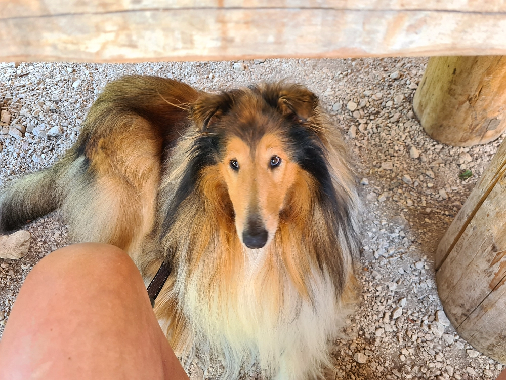 Slika je vidna v Google Chromu.