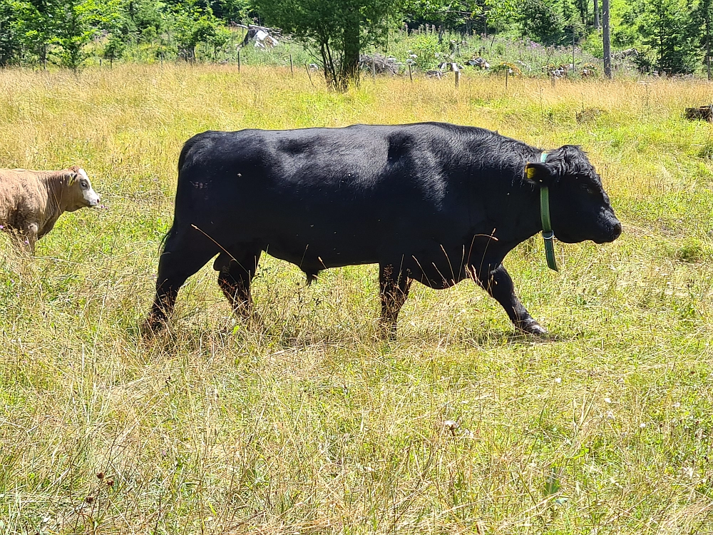 Slika je vidna v Google Chromu.