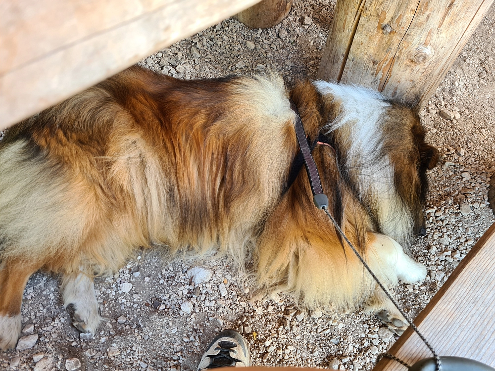 Slika je vidna v Google Chromu.