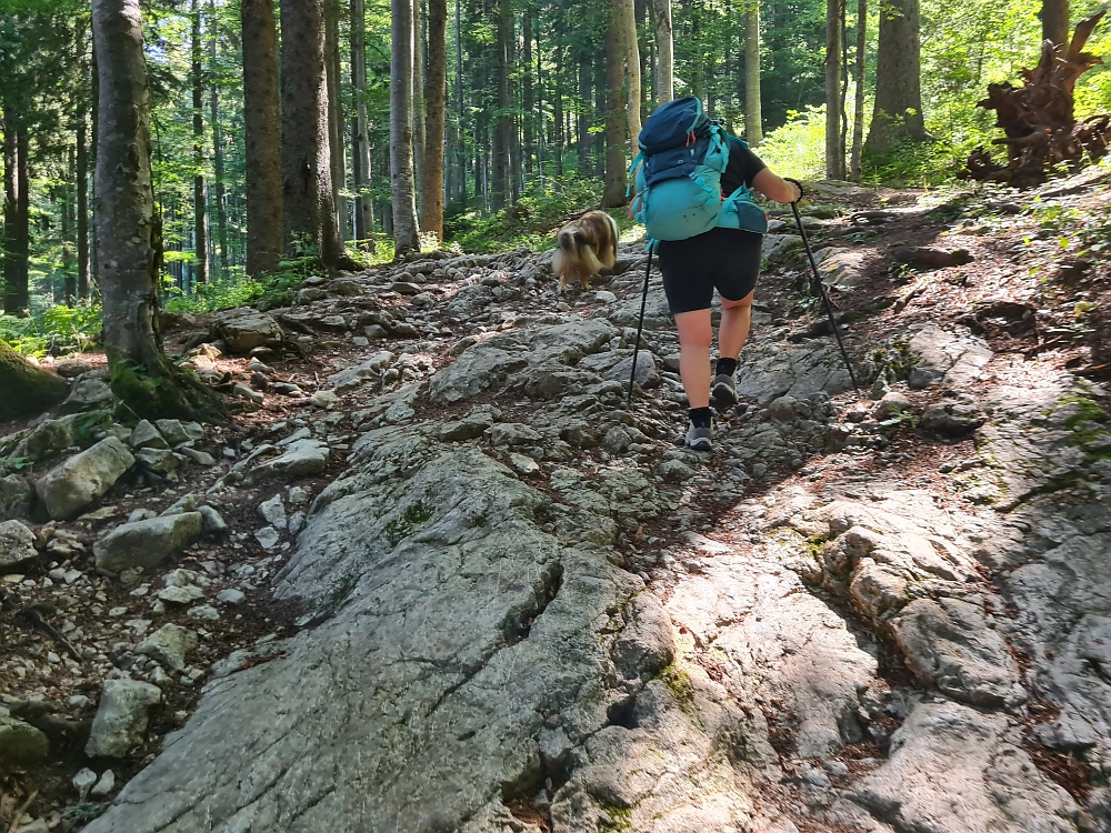 Slika je vidna v Google Chromu.