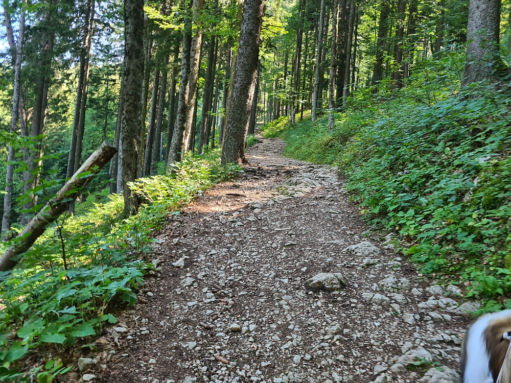 Slika je vidna v Google Chromu.