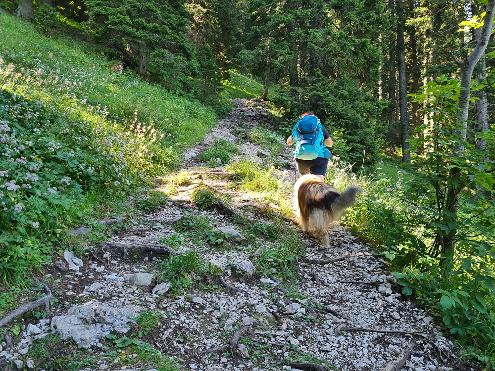Slika je vidna v Google Chromu.