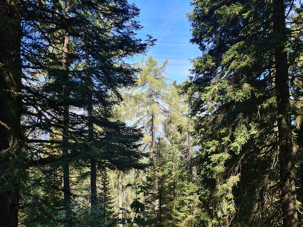 Slika je vidna v Google Chromu.