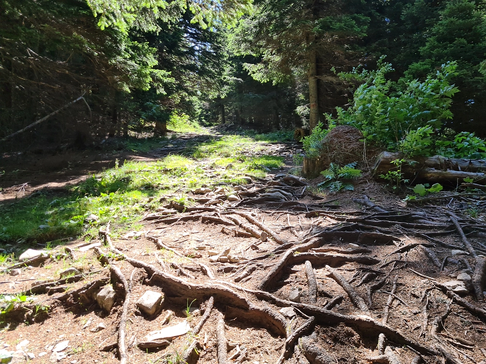 Slika je vidna v Google Chromu.