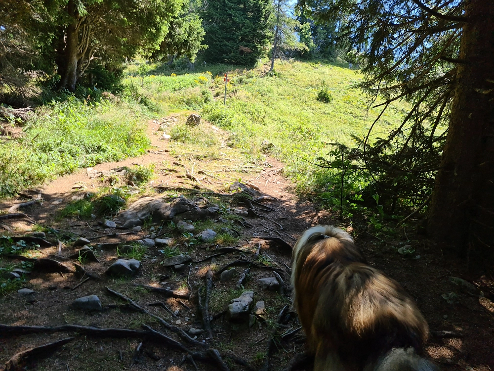 Slika je vidna v Google Chromu.
