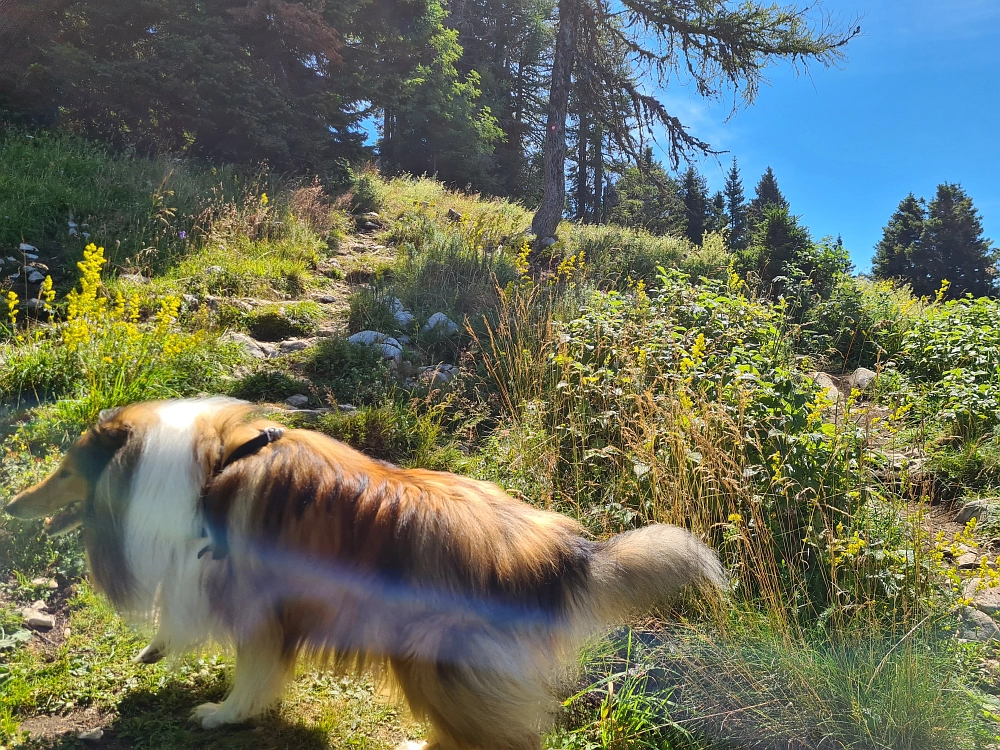 Slika je vidna v Google Chromu.