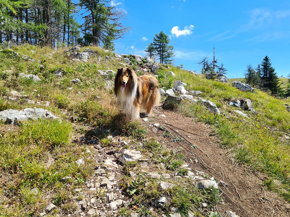 Slika je vidna v Google Chromu.