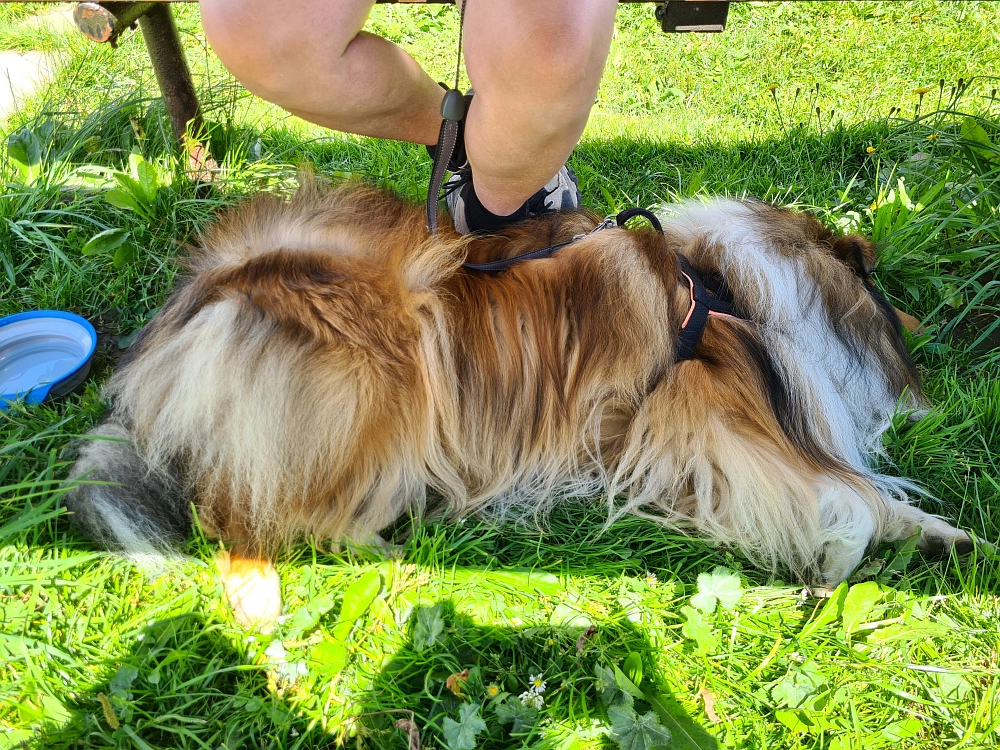 Slika je vidna v Google Chromu.