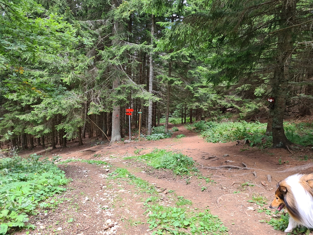 Slika je vidna v Google Chromu.