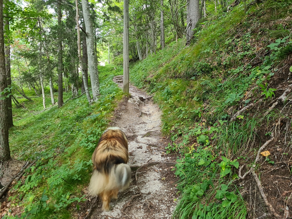 Slika je vidna v Google Chromu.