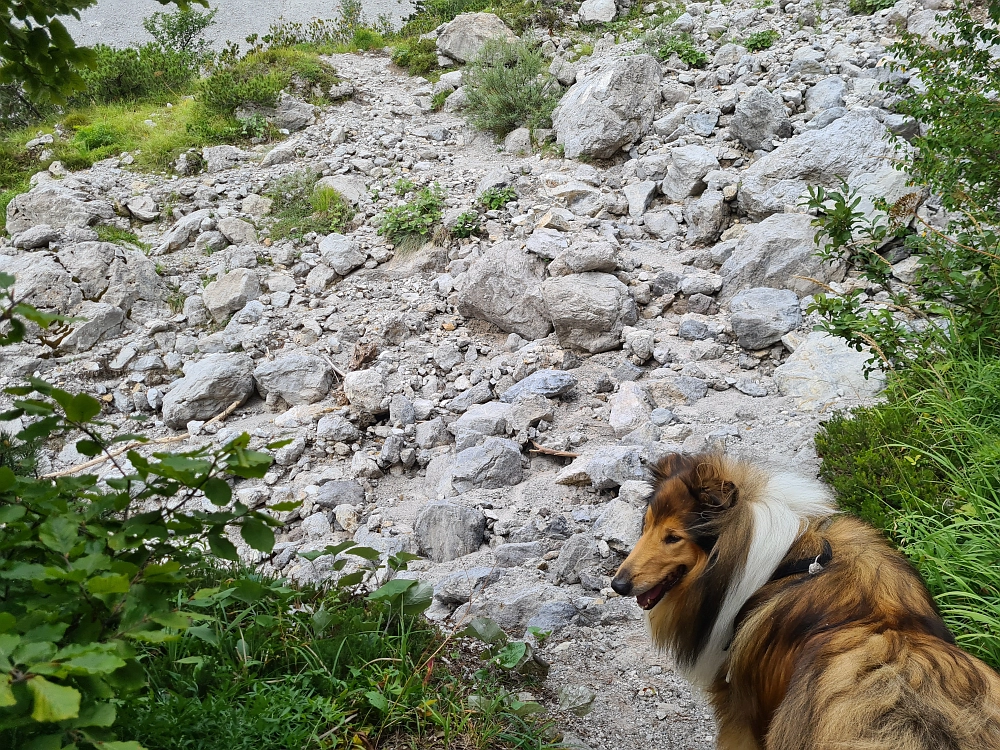 Slika je vidna v Google Chromu.