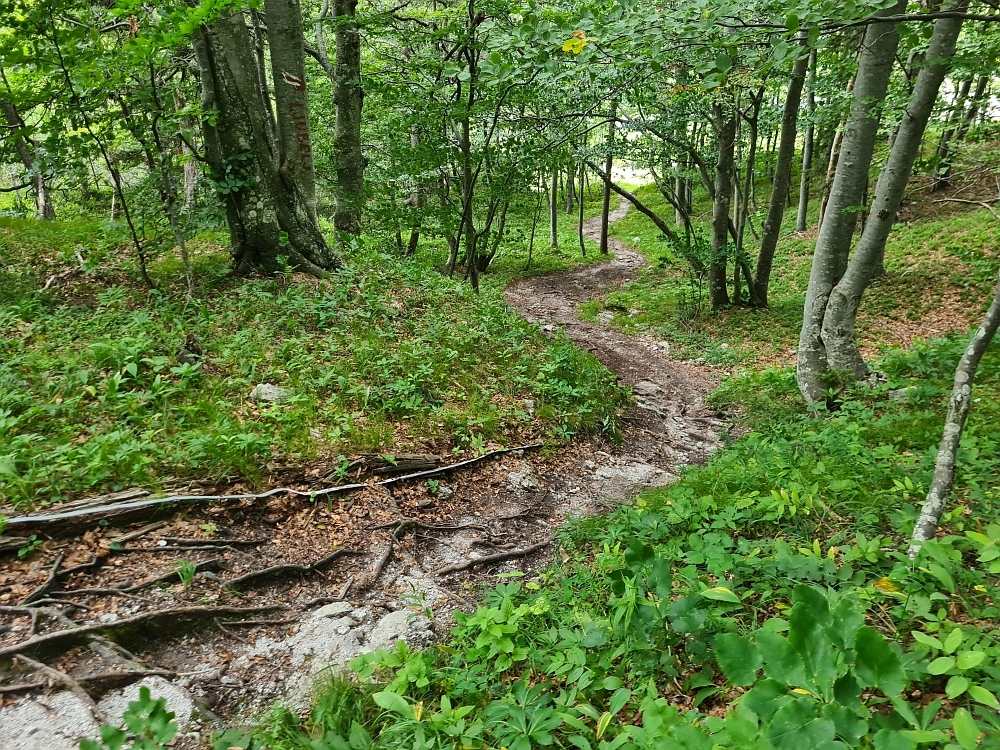 Slika je vidna v Google Chromu.