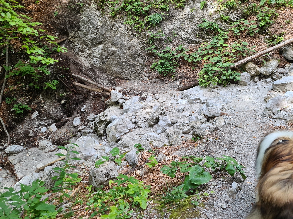 Slika je vidna v Google Chromu.