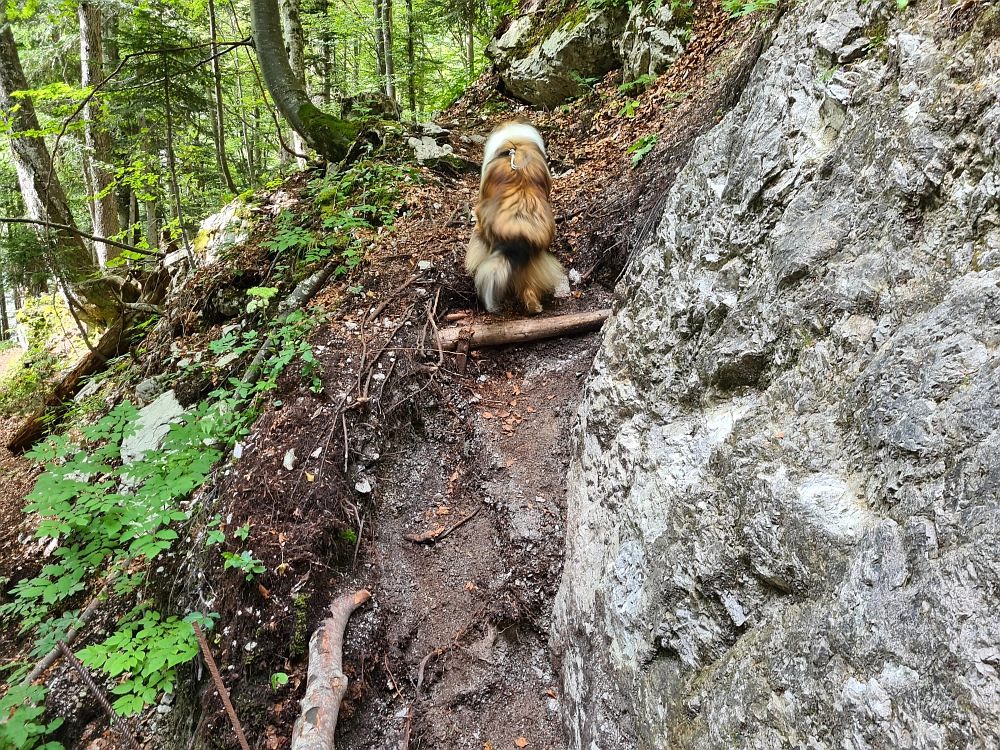 Slika je vidna v Google Chromu.