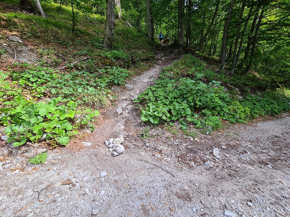 Slika je vidna v Google Chromu.