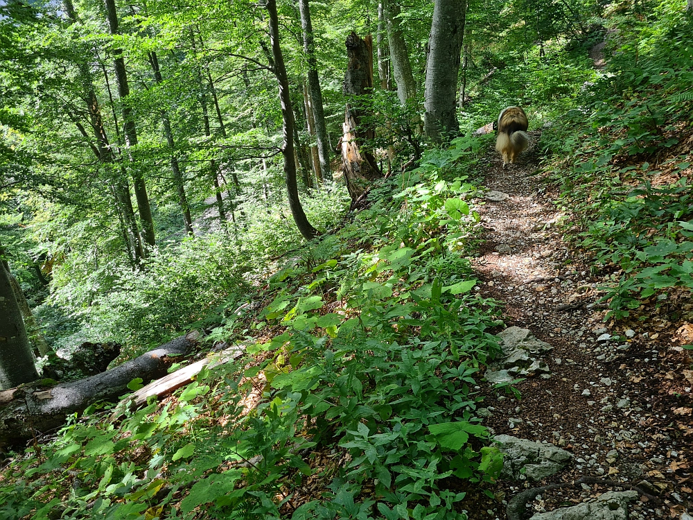 Slika je vidna v Google Chromu.