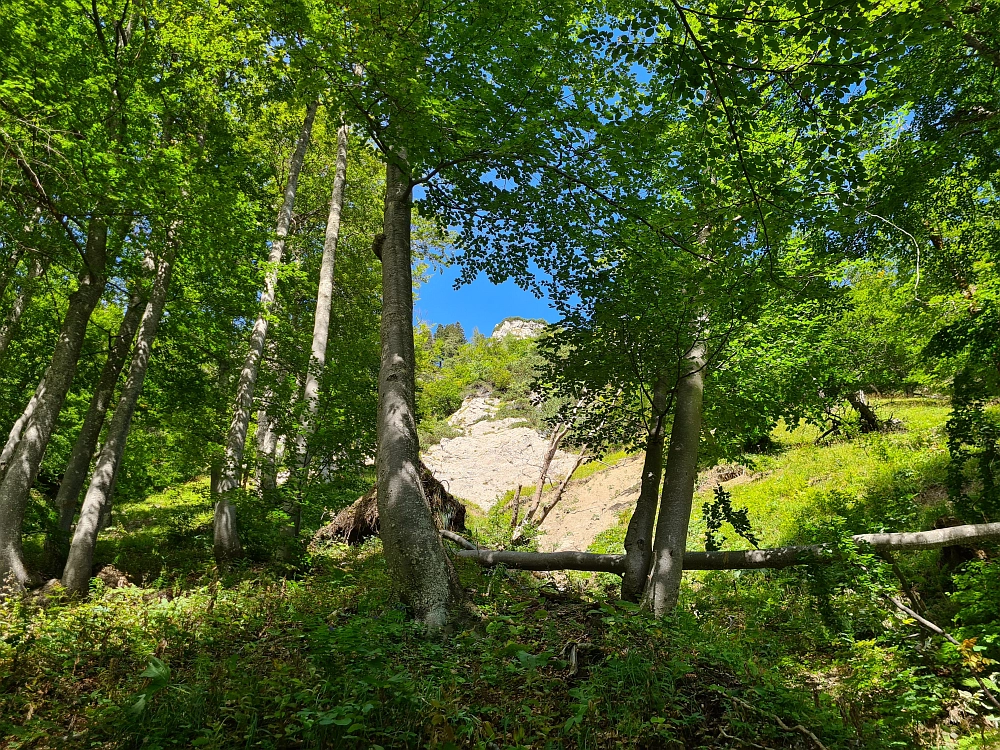Slika je vidna v Google Chromu.
