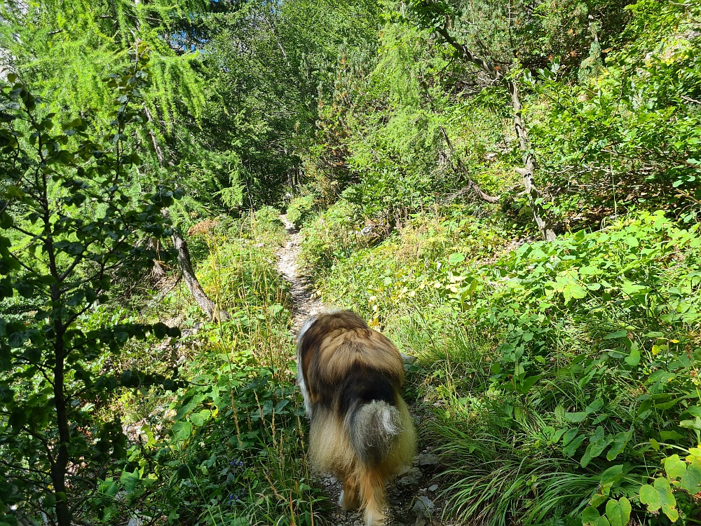 Slika je vidna v Google Chromu.