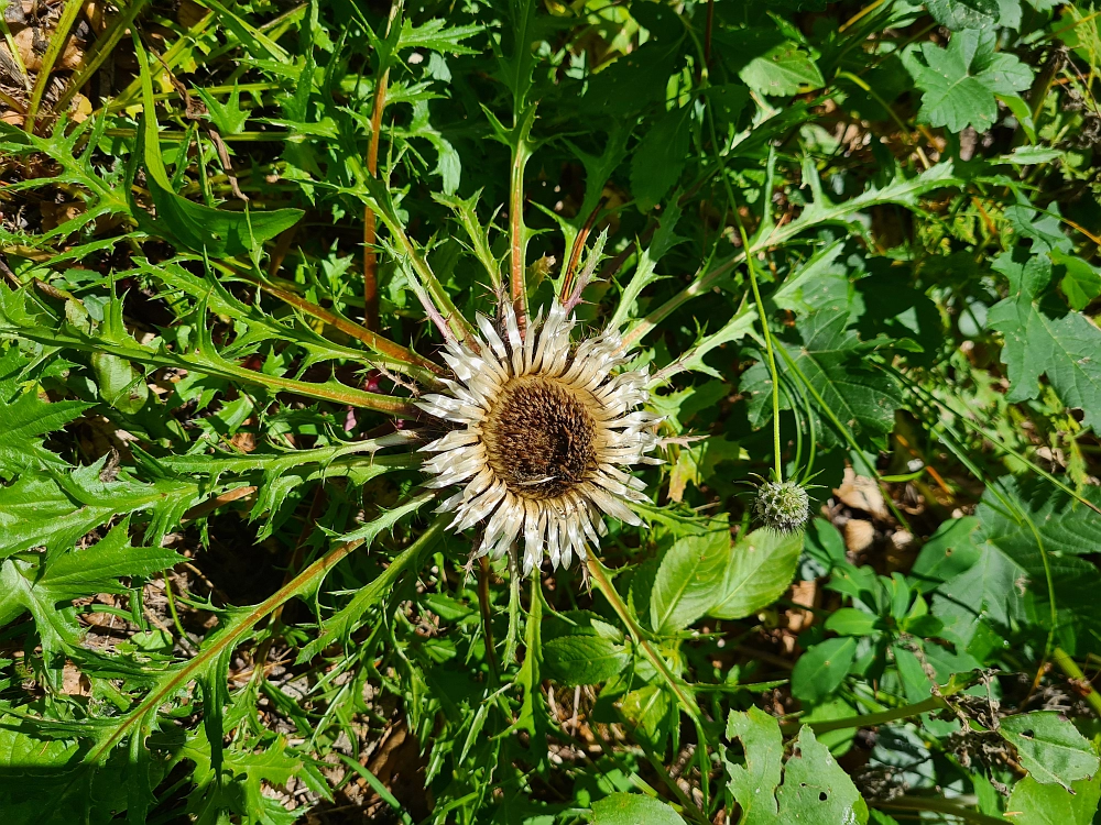 Slika je vidna v Google Chromu.