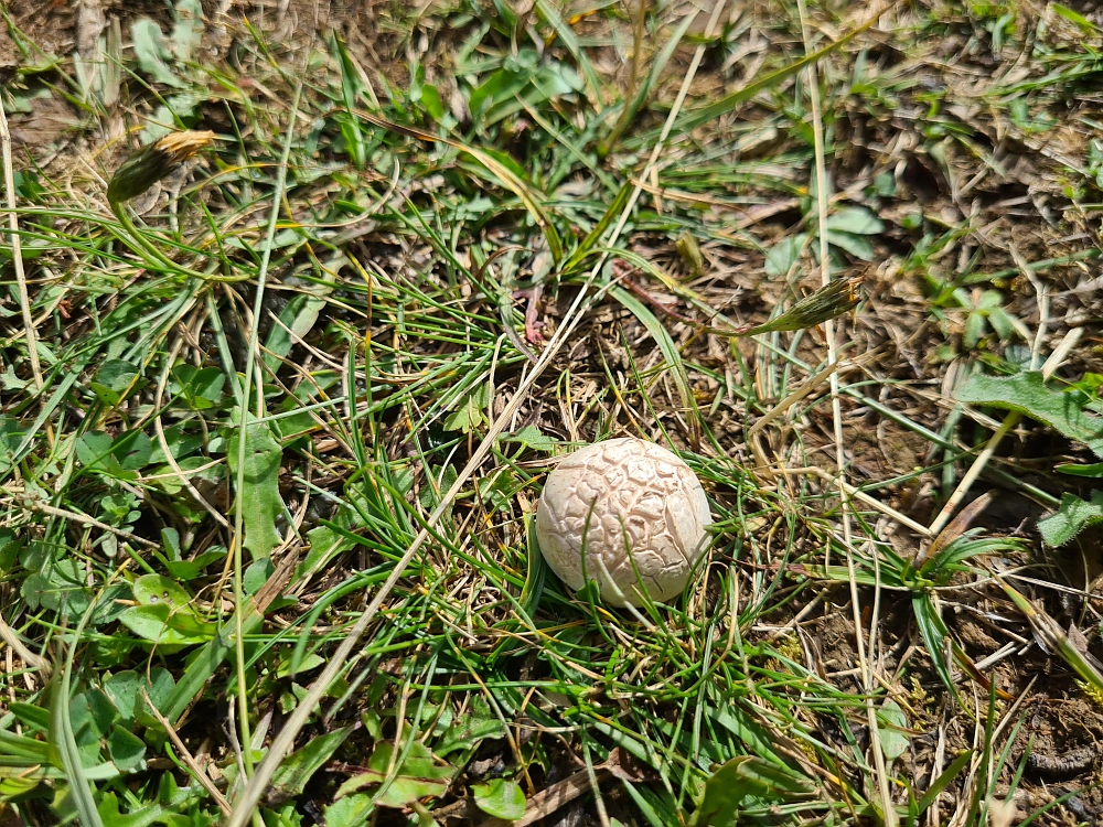 Slika je vidna v Google Chromu.