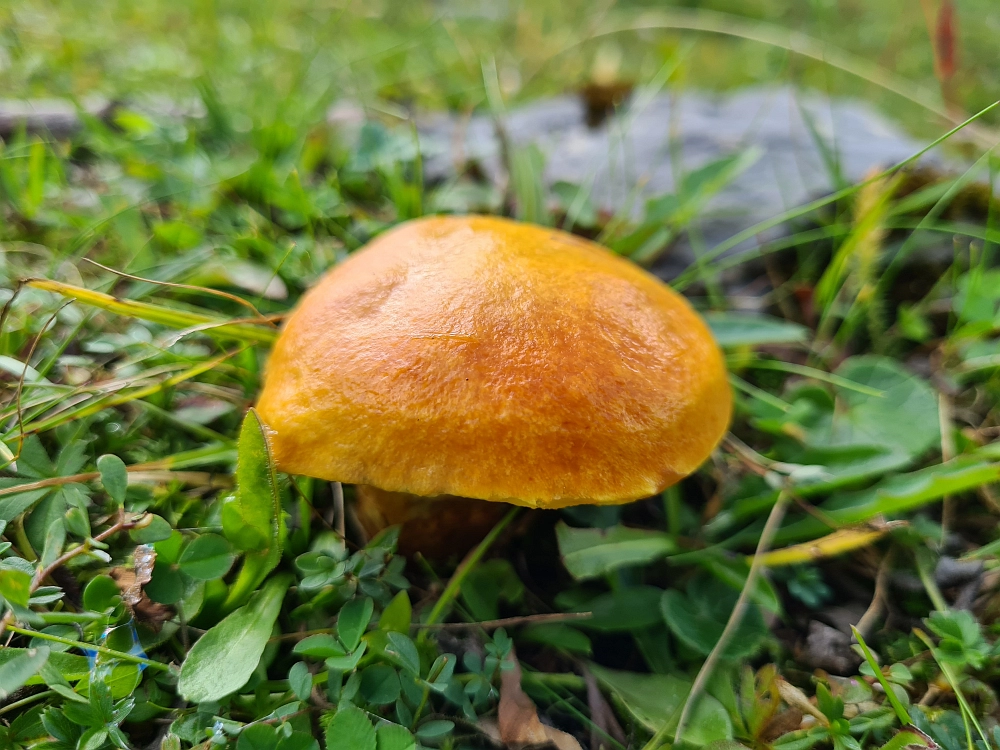 Slika je vidna v Google Chromu.