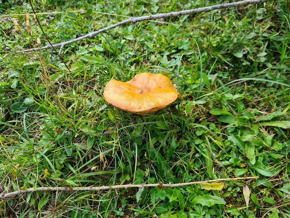 Slika je vidna v Google Chromu.