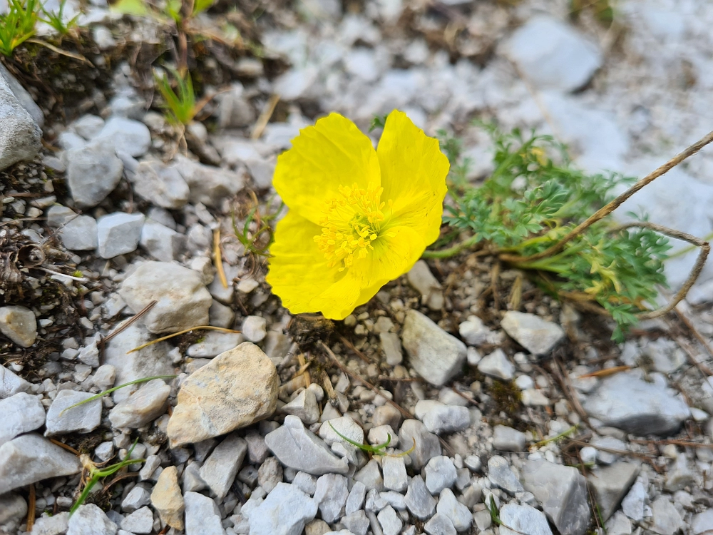 Slika je vidna v Google Chromu.