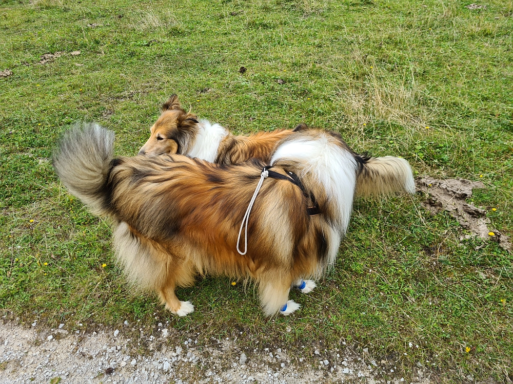 Slika je vidna v Google Chromu.